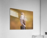 Red Shouldered Hawk - Perfect Pose  Acrylic Print