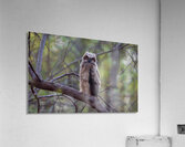 Great Horned Owlet  Acrylic Print