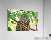 Barred Owl - Reflection  Acrylic Print
