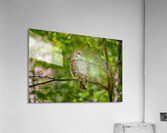Barred Owl In Tree  Acrylic Print