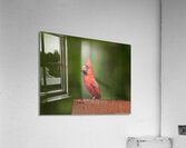 Singing Cardinal  Acrylic Print