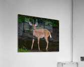 Playful White Tailed Deer in Creek  Acrylic Print