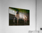 Playful Deer - Sticking Tongue Out  Acrylic Print