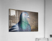 Rock Pigeon Portrait  Acrylic Print