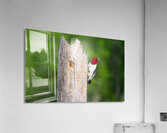 Red-headed Woodpecker - Keeper of the Hollow Acrylic Print