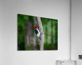 Red Headed Woodpecker  Acrylic Print