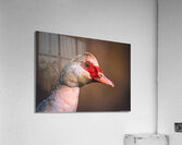 Female Muscovy Duck - Portrait  Acrylic Print