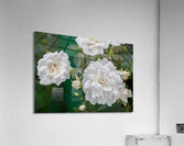 Pearly White Roses Acrylic Print