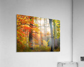 Misty Morning in the Forest  Acrylic Print