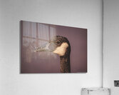 Portrait of a Canada Goose  Acrylic Print