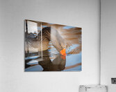 Graylag Goose - Reflection  Acrylic Print