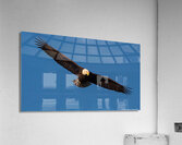 Bald Eagle - On The Hunt  Acrylic Print