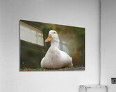 Peaceful Pekin  Acrylic Print