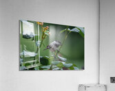 Carolina Chickadee - After The Rain  Acrylic Print