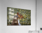 Eastern Gray Squirrel - Portrait  Acrylic Print