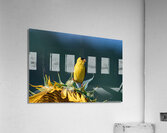 American Goldfinch - Sunflower Pose  Acrylic Print