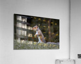 Eastern Gray Squirrel - On The Lookout  Acrylic Print