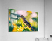 Female Blue Grosbeak Portrait  Acrylic Print
