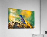 Blue Grosbeak - Summer Love Acrylic Print