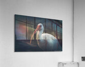  Portrait of a White Ibis  Acrylic Print