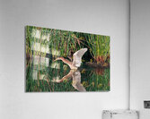 Green Heron - Angel Wings  Acrylic Print