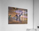 Solitary Sandpiper - Evening Sip  Acrylic Print