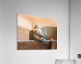 Eastern Bluebird on Fence  Acrylic Print