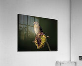 Last Days Of Summer  Acrylic Print