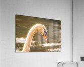 Mute Swan - Morning Glow  Acrylic Print