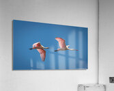 Roseate Spoonbills In Flight  Acrylic Print