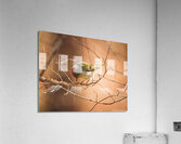 Ruby Crowned Kinglet - The Crown  Acrylic Print
