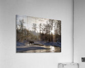 Anchor River Winter Moose Acrylic Print