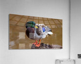 Preening Mallard  Impression acrylique