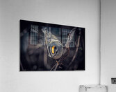 Golden Crown Kinglet - The Crown  Acrylic Print