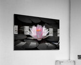 Water Lily - A Touch of Color  Acrylic Print