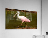 Spoonbill Model  Acrylic Print