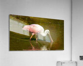 Spoonbill Feeding  Acrylic Print