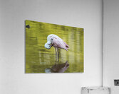 Preening Roseate Spoonbill  Acrylic Print