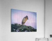 Green Heron - Talk To The Hand  Acrylic Print