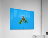 Painted Bunting - Simplicity  Acrylic Print
