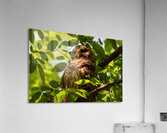 Barred Owl - Sun Dappled Light Acrylic Print