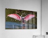 Roseate Spoonbill - I Believe I Can Fly  Impression acrylique