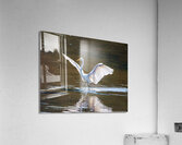 Dancing Egret  Acrylic Print