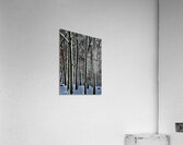 Trees Outlined with Snow  Acrylic Print