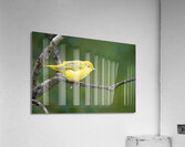 Yellow Warbler  Mangrove  Acrylic Print