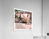 ADELARD LA PORKSTAR  Acrylic Print