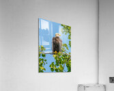 Sitting Pretty Acrylic Print