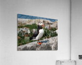 Atlantic Puffin on Machias Seal Island Off Maine Coast  Acrylic Print