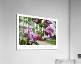 LE BAIN DE LILAS Acrylic Print