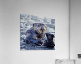 Otter & Ice Acrylic Print
